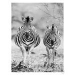 Striped Horse Front On Art Print - A4