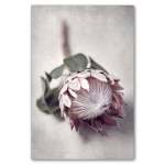 Pale Proteas 1 Art Print - A2 No Frame Print Only
