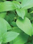 Basil Lemon Lemonette Seed - 20 G Raw Seed