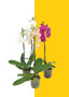 Moth Orchids - 9CM / Pink