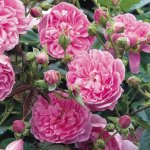 Harlow Carr Rose 5LT