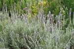 Lavender French Grey Leaf 20CM Pot