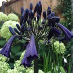 Agapanthus Black Pantha 20CM Pot