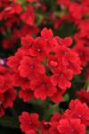 Verbena Quartz Scarlet Xp Seed - 5000 Raw Seed