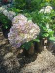 Hydrangea 5 Litres