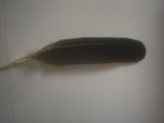 Smudging Natural Feather