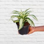 Dragon Tree - Malaika - 15CM Nursery Pot