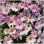 Argyranthemum Go Daisy Elsa Pink 19CM