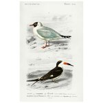 Vintage Seagull & Tern Print