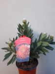Ayoba Anusha Leucospermum Pincushion 15CM