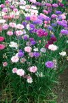 Cornflower Ball Mx Seed - 10 G Raw Seed