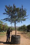 Acacia Karroo Tree 1000LT