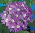 Verbena Obsession Blue With Eye Seed - 20 Raw Seed
