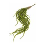 Amaranthus Green R155