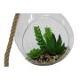 Plant In Hanging Glass Pot - Design 1 - Sempervivum