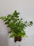 Fern Birds Nest Parvati Seedlings - 3 Plug Plants