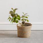 Bulrush Cotton Lined Planter Grey