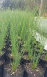 Juncus Effesus 17CM Pot