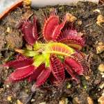 Venus Fly Trap 'gj Phalanx.' Special Import. - Dormant Plant. 12CM Plastic Container.