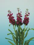 Stocks Beauty Reddish Purple - 30 Raw Seed