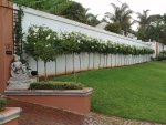 Iceberg Rose Std 90CM