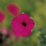 Petunia Tidal Wave Purple Seed - 250 Pelleted Seed