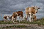 Livestock Business In Kzn
