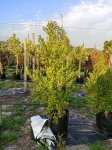 Syzygium Paniculatum 50LT Eugenia