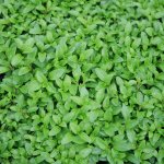 Mentha Pulegium Pennyroyal 24 Pack Tray