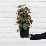 Philodendron - Micans Mosspole - In 20CM Nursery Pot