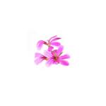 NAUTICA Organics Rose Geranium Hydrosol - Organic - 5KG