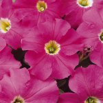 Petunia Dreams Pink Seed - 500 Pelleted Seed