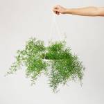 Asparagus Fern - In 20CM Nursery Pot