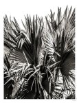 Ifafa 1 Art Print - A4