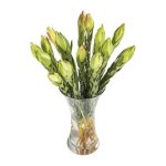 African Tulips Or Leucadendron