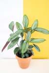 Calathea Grey Star - 15CM