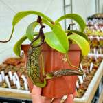 Tropical Pitcher Nepenthes 'zakariena' - Medium Plant In 12CM Plastic Pot