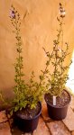 Salvia Africana Caerulea 17CM
