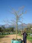 Vachellia Xanthophloea 1000LT