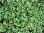 Greek Oregano Seed - 1 G Raw Seed