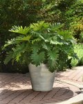 Philodendron Shangri La Seedlings - 3 Plug Plants