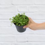 Peace In The Home - 10CM Nursery Pot