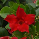 Dipladenia ‘diamantina Jade Red’ 30CM Pot