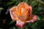 FROHSIN82 Hybrid Tea Rose 5LT