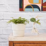 Button Fern - In Coconut White Flo Planter