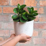 Baby Rubber Plant - Pixie Variegated - In Gloss Speckled Emerson