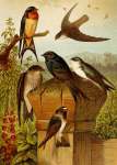 DIE Nordamerikanische Vogelwelt 8 Art Print - A1