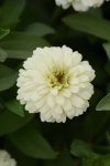 Zinnia Zahara Double White Seed - 10 Raw Seed
