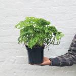 Swiss Cheese Plant - Large - 20CM Hanging Basket