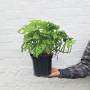 Swiss Cheese Plant - Large - 20CM Hanging Basket